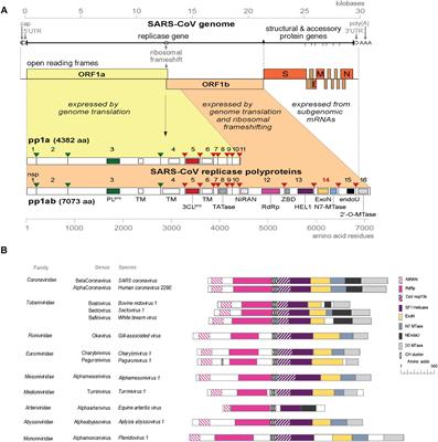 The Curious Case of the Nidovirus Exoribonuclease: Its Role in RNA Synthesis and Replication Fidelity